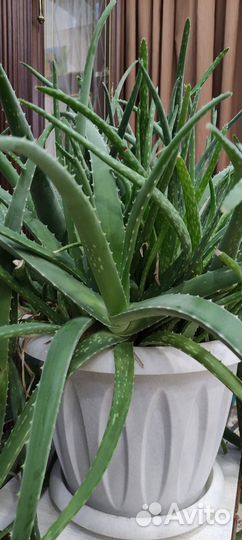 Алое лечебный