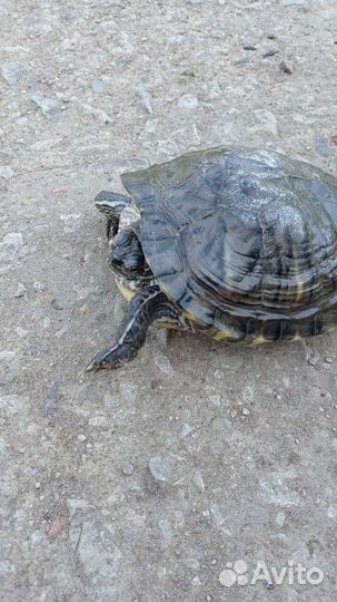 Красноухая черепаха