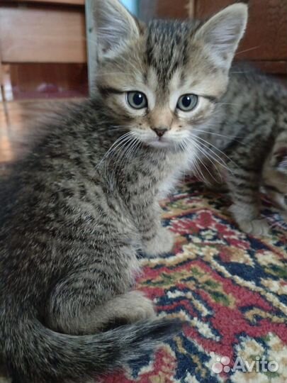 Отдам в добрые руки котиков мальчика и девочку