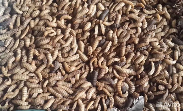 Личинка BSF живая