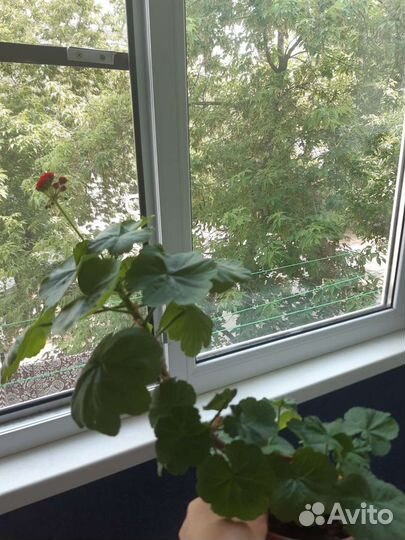 Пеларгония герань