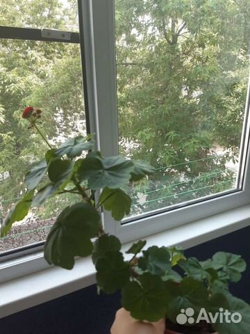 Пеларгония герань