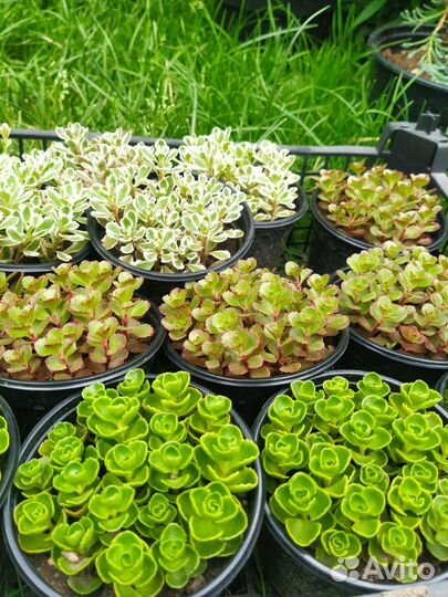 Очиток седум