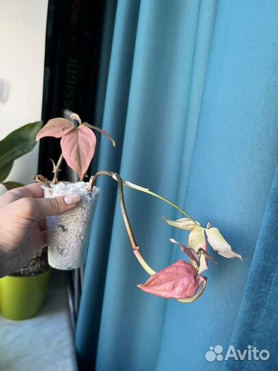 Сингониум pink neon