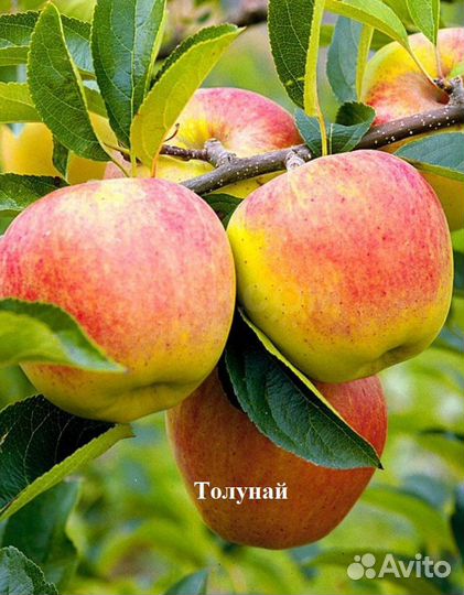 Яблоня в ассортименте