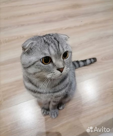Шотландский кот на вязку