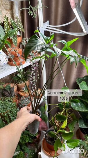 Драцена, сингониум, монстера большая, бегония