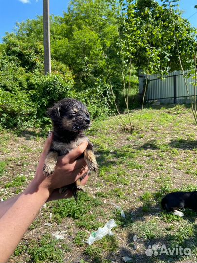 Щенки 1,5 месяца