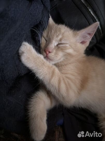 Котёнок мальчик