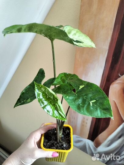 Сингониум Панда