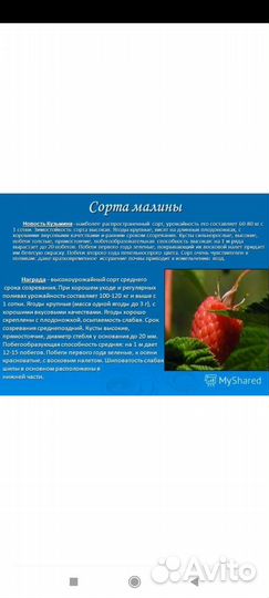 Ремонтантная малина