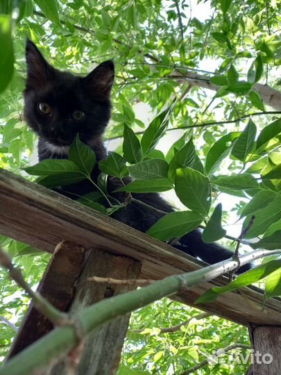 Отдам котяток