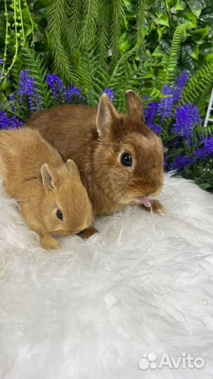 Карлики кролики ручные