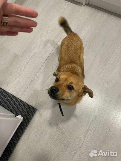 Собака в добрые руки