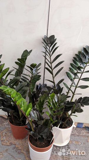 Замиакулькасы Raven /Zenzi