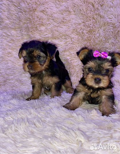 Йоркширский терьер