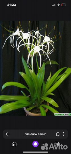 Комнатные цветы (взрослые)