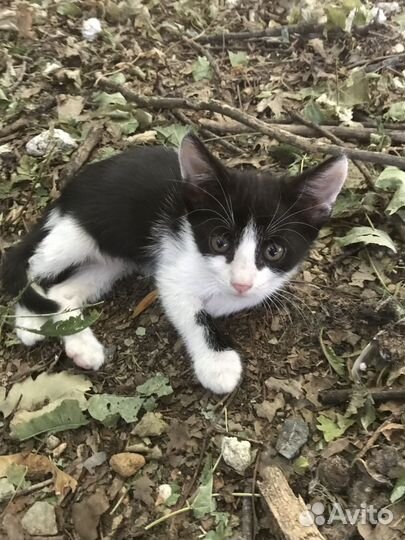 Котята ищут любящих хозяев