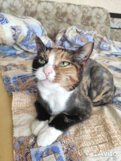 Хорошая кошка