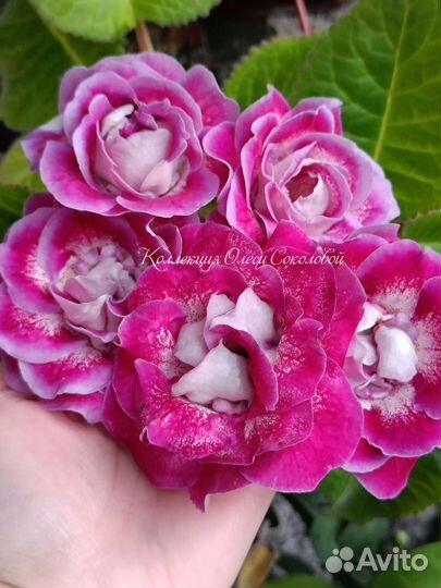 Клубни Глоксиний