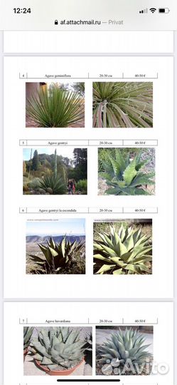 Агавы, пальмы, юкки бамбук и другие растения для о