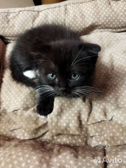 Котята в добрые руки бесплатно