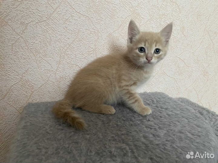 Котята ищут дом