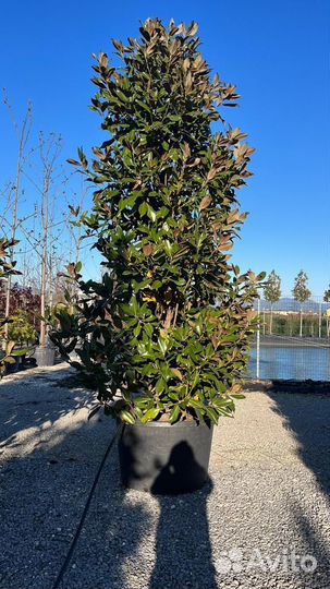 Магнолия крупномер 4,5 м