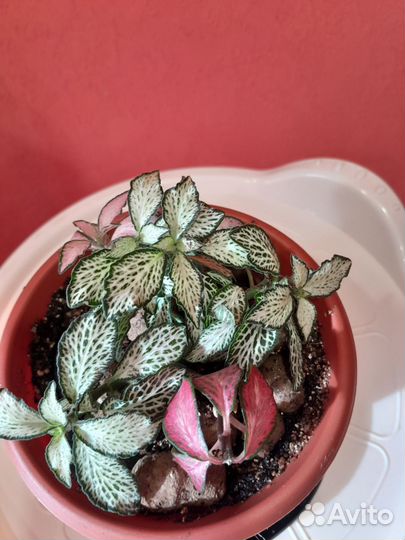 Фиттония. Кактус