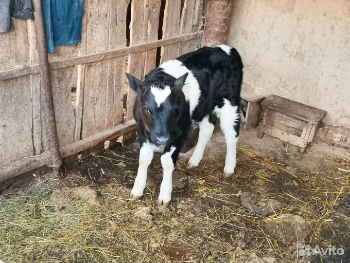 Продаётся бычок