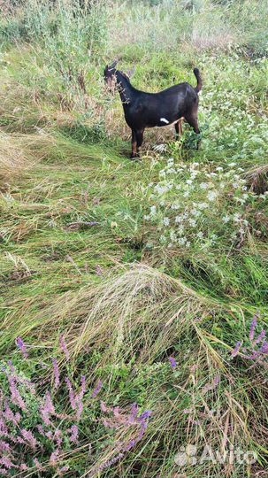 Продается козлик