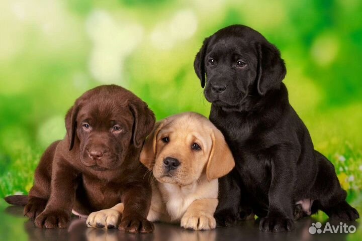 Щенки лабрадора с питомника