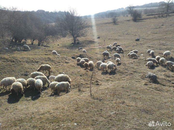 Овцы, бараны, егнята. Количество 58 штук