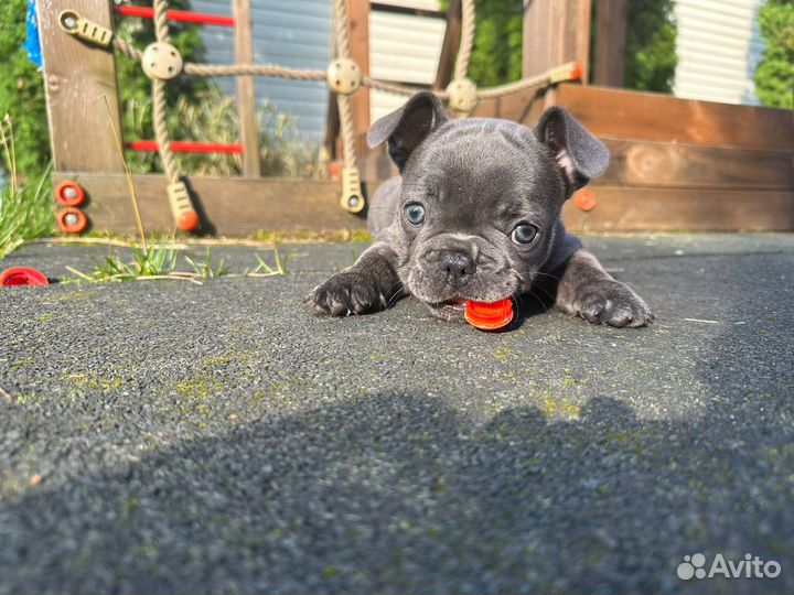 Французский бульдог