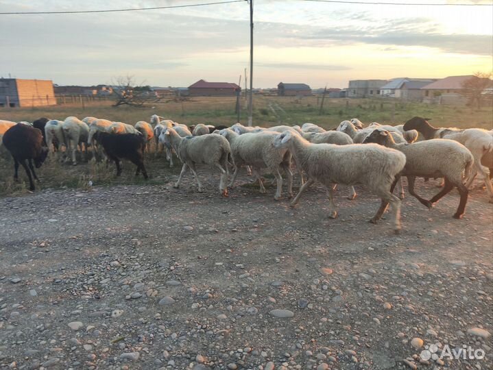 Бараны на курбан байрам