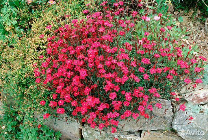 Гвоздика травянка