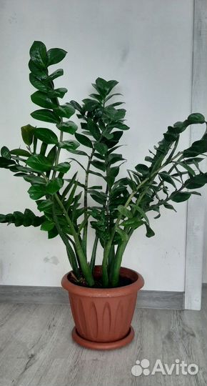 Замиокулькас /отличный подарок