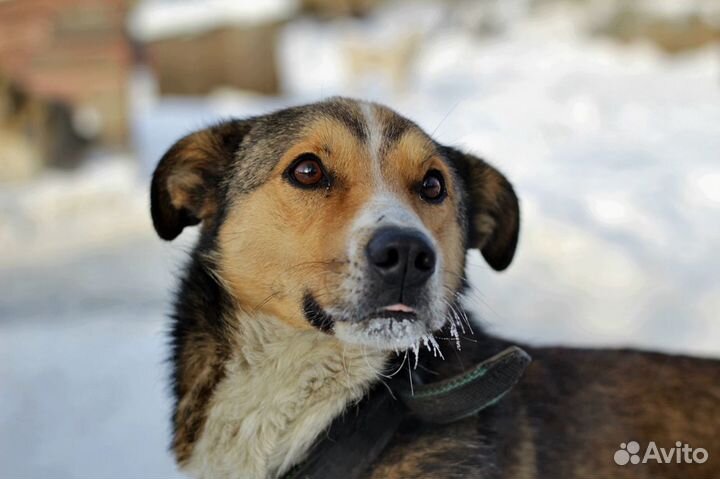 Крафт заждался хозяина