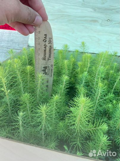 Саженцы ели европейской зкс опт