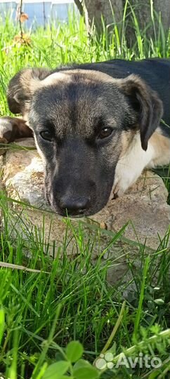 Ищет дом щенок не крупной Собачки Леди