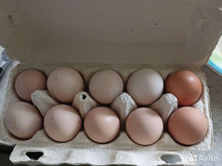 Домашние куриные яйца