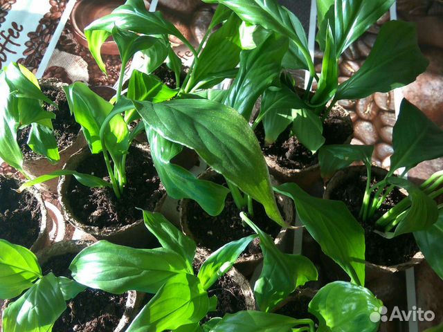 Спатифиллум.Женское счастье