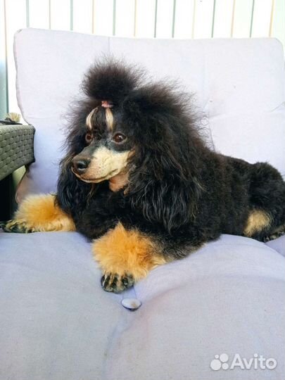 Той пудель РКФ