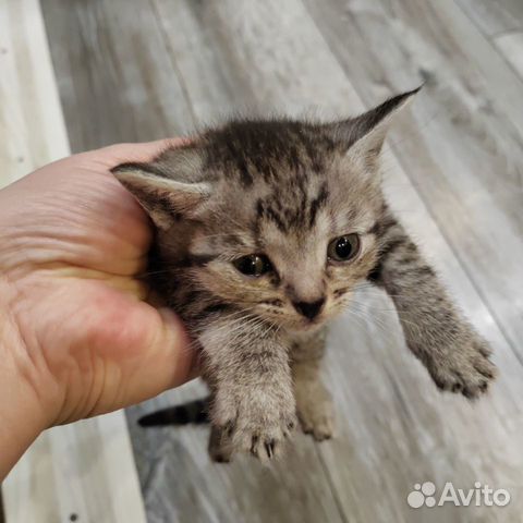 Котята в добрые руки бесплатно приученные к лотку объявление продам