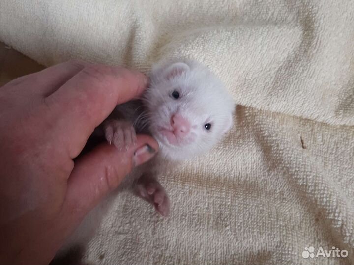 Щенки хорька