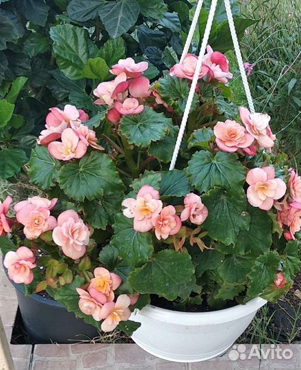 Бегония розовая Элатиор