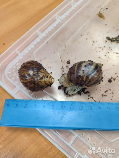 Улитки ахатины