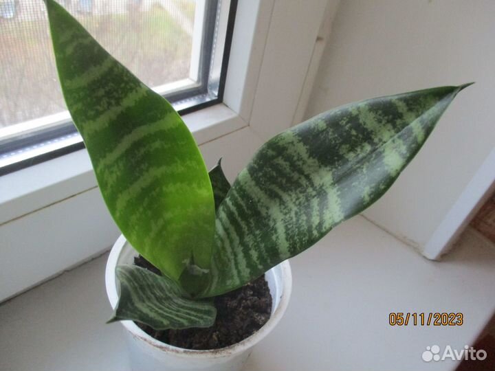 Сенсиаиверия