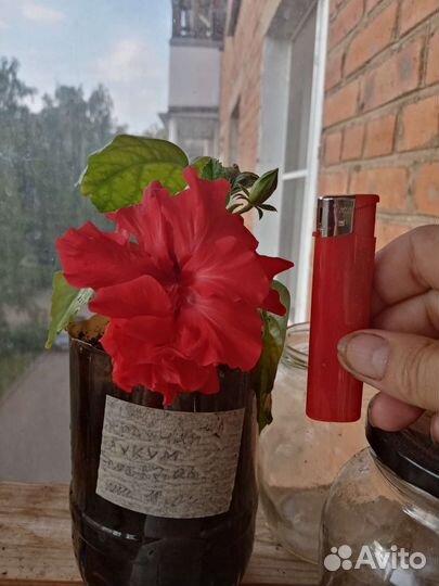 Гибискус махровый крупноцветковыйкитайская роза