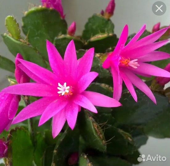 Рипсалидопсис пасхальник. Шлюмбергера